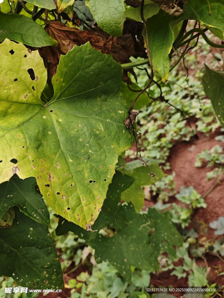 绿叶植物特写