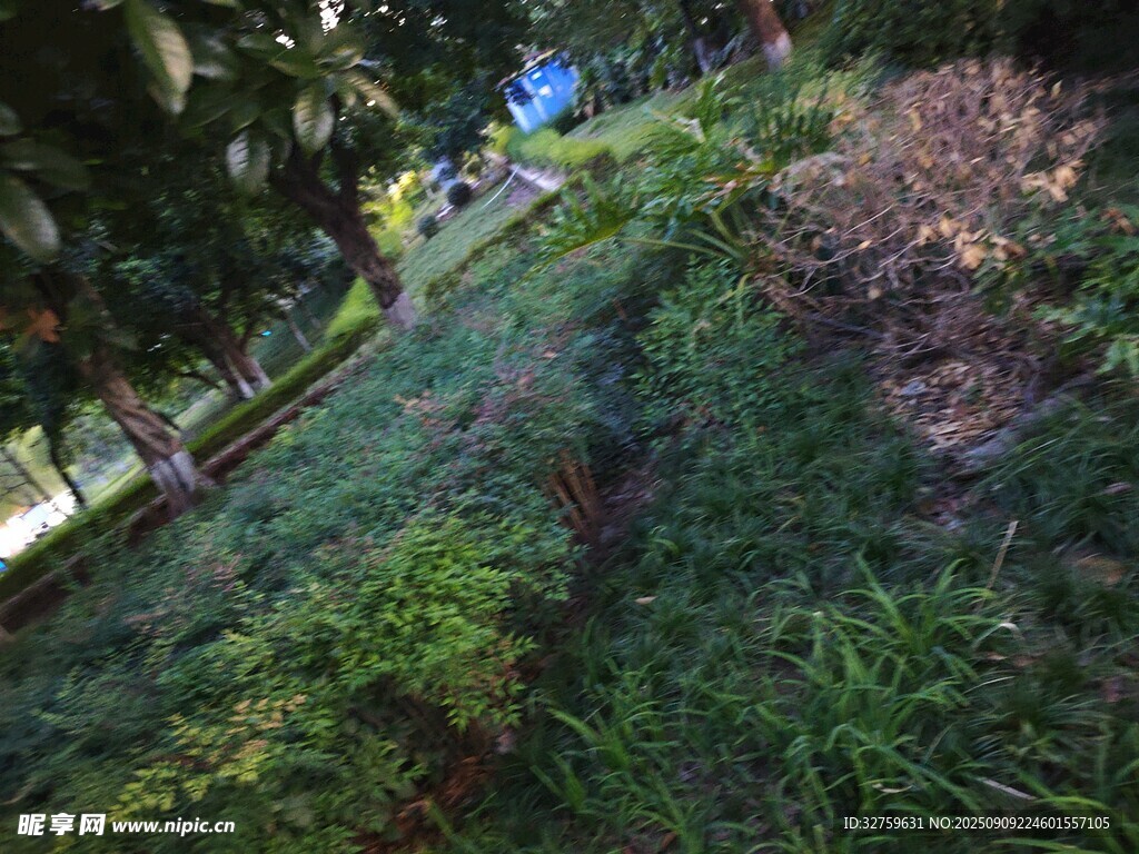 绿意盎然的山坡景致