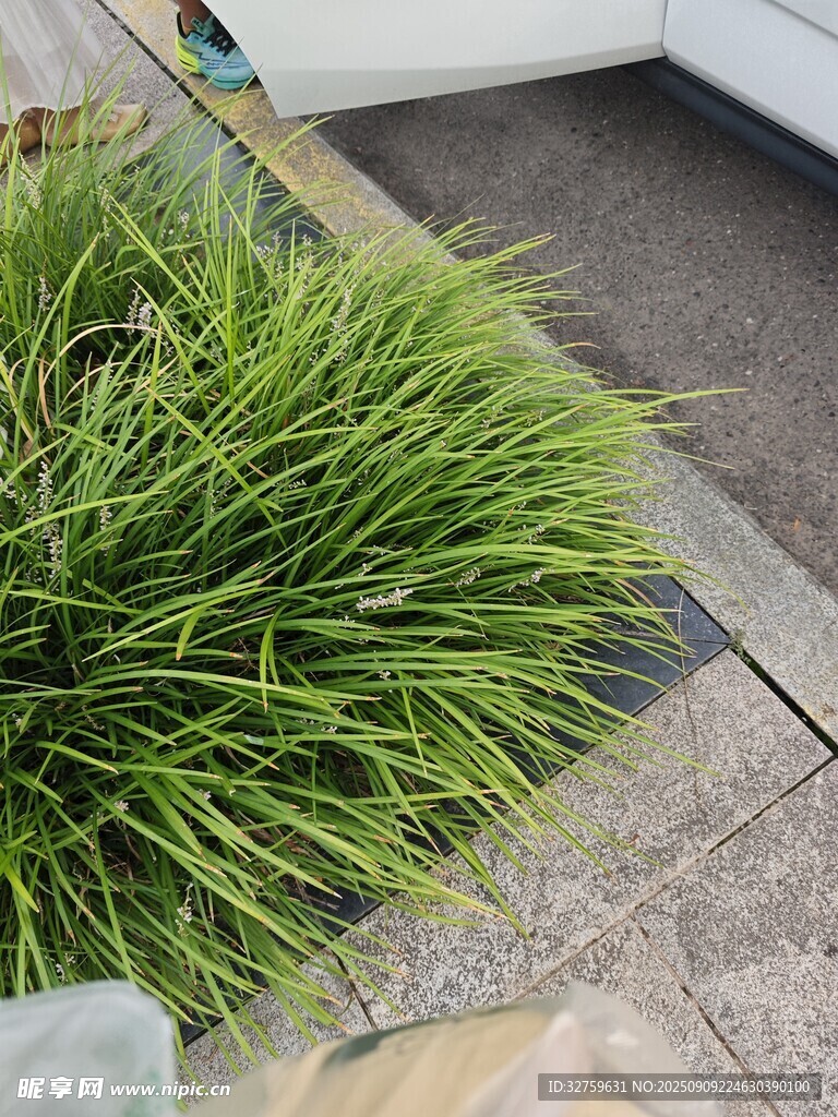 翠绿葱茏的观赏草植物