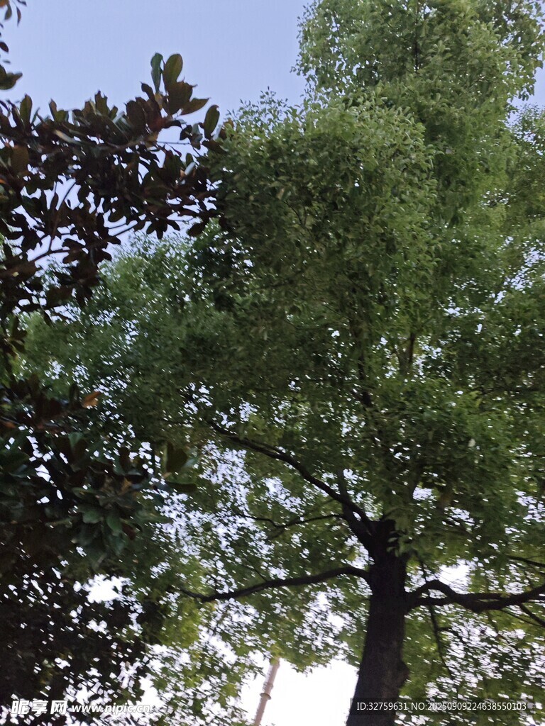 高大挺拔的绿树