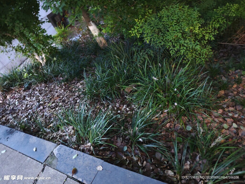 庭院绿植景观一角