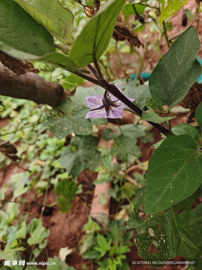 枝头绽放的紫色花朵