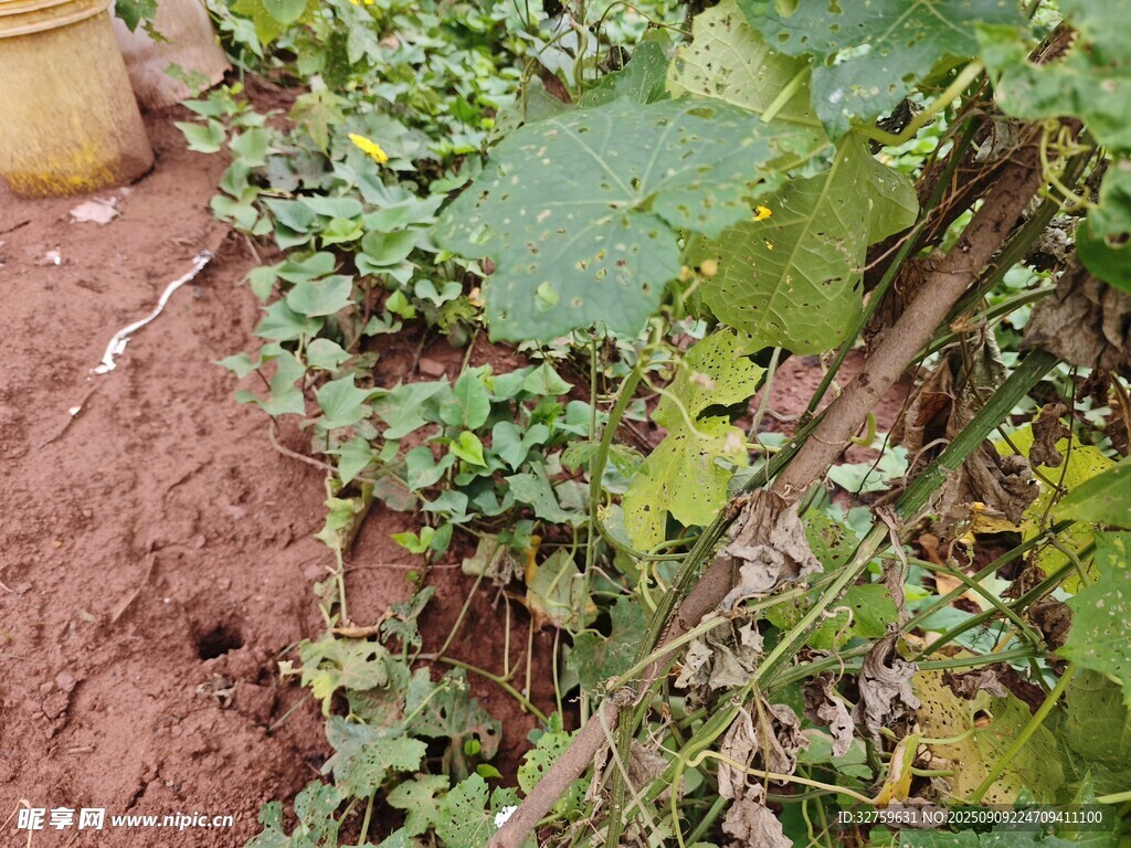 地面生长的绿色藤蔓植物