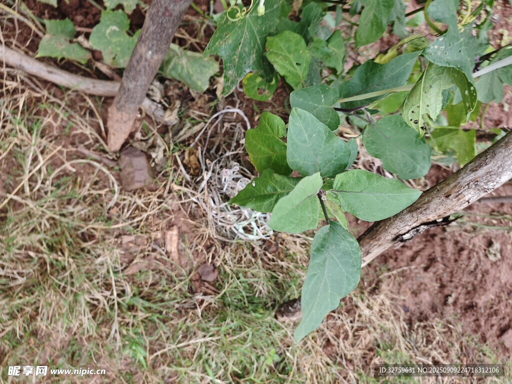 草丛中的绿植与枯枝