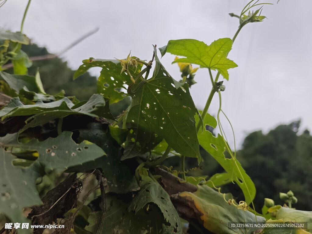 藤蔓植物生长于自然间