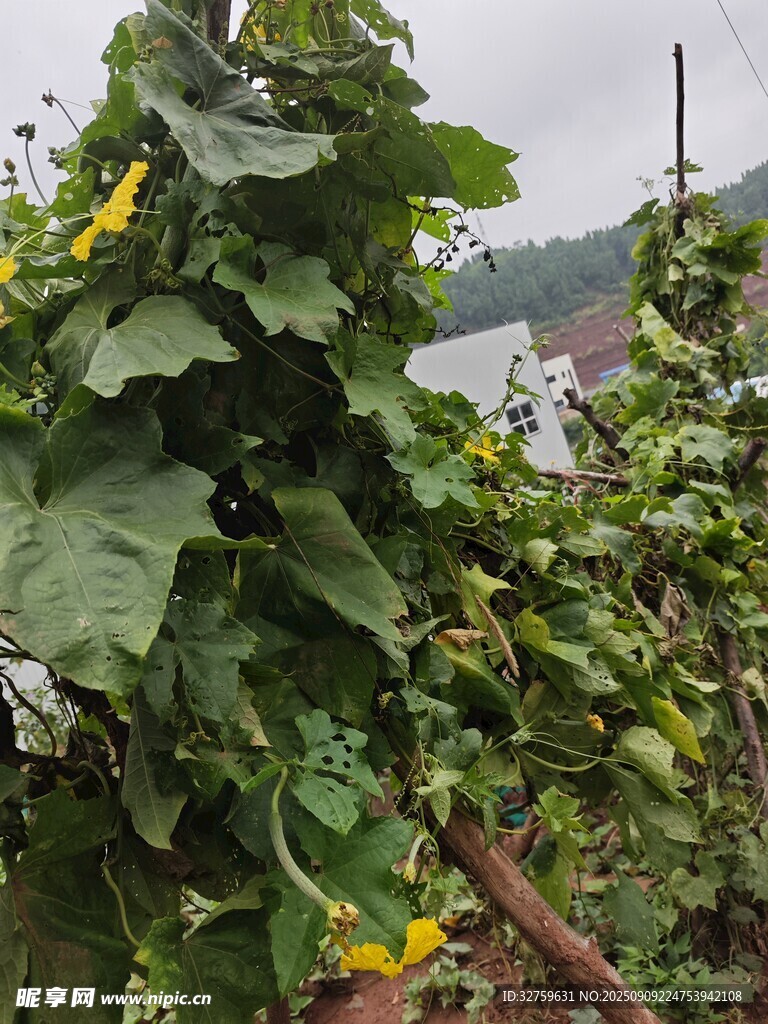 菜园里的繁茂瓜藤植物