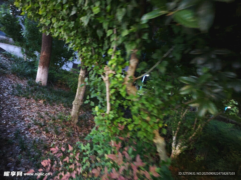 林间藤蔓缠绕的生机景象