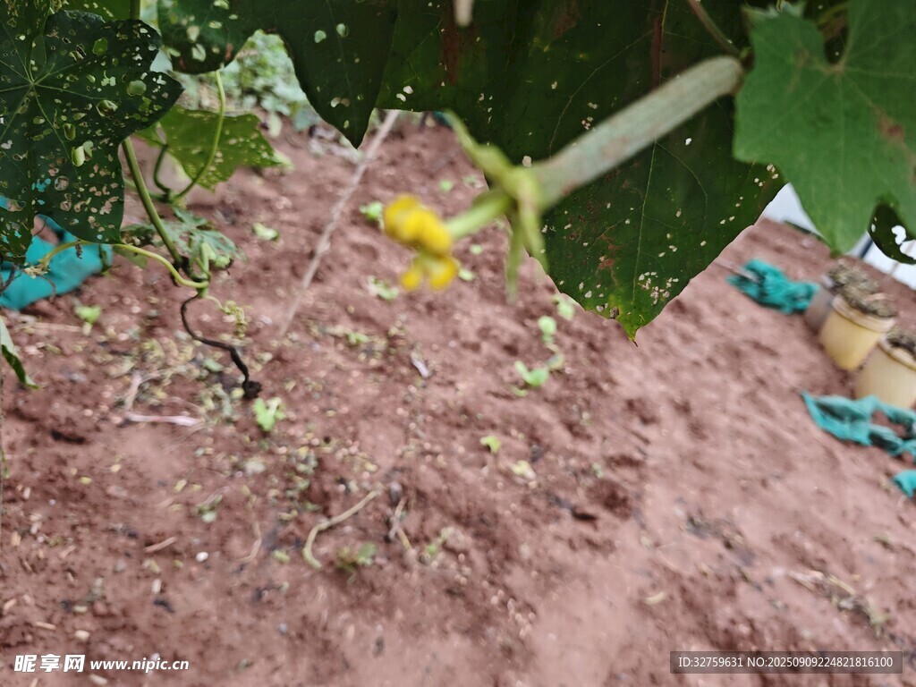 多彩蜥蜴栖息于岩石上