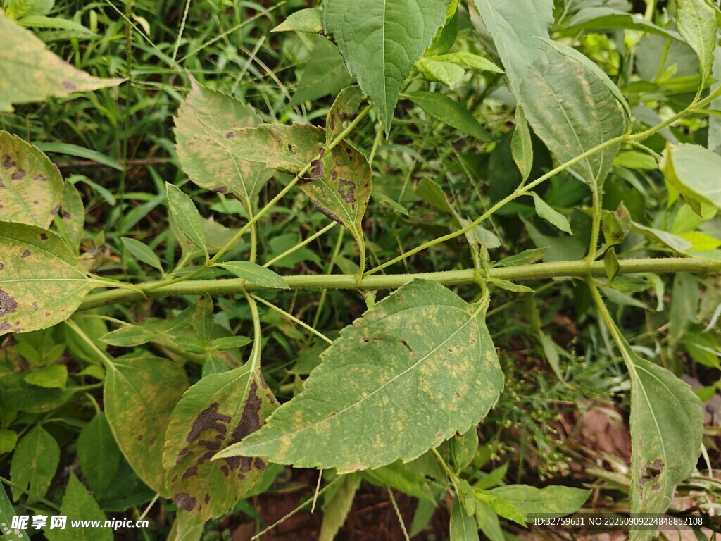绿叶植物的特写画面