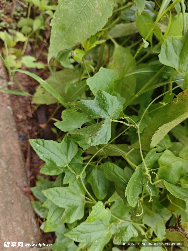 绿叶繁茂的生机景象