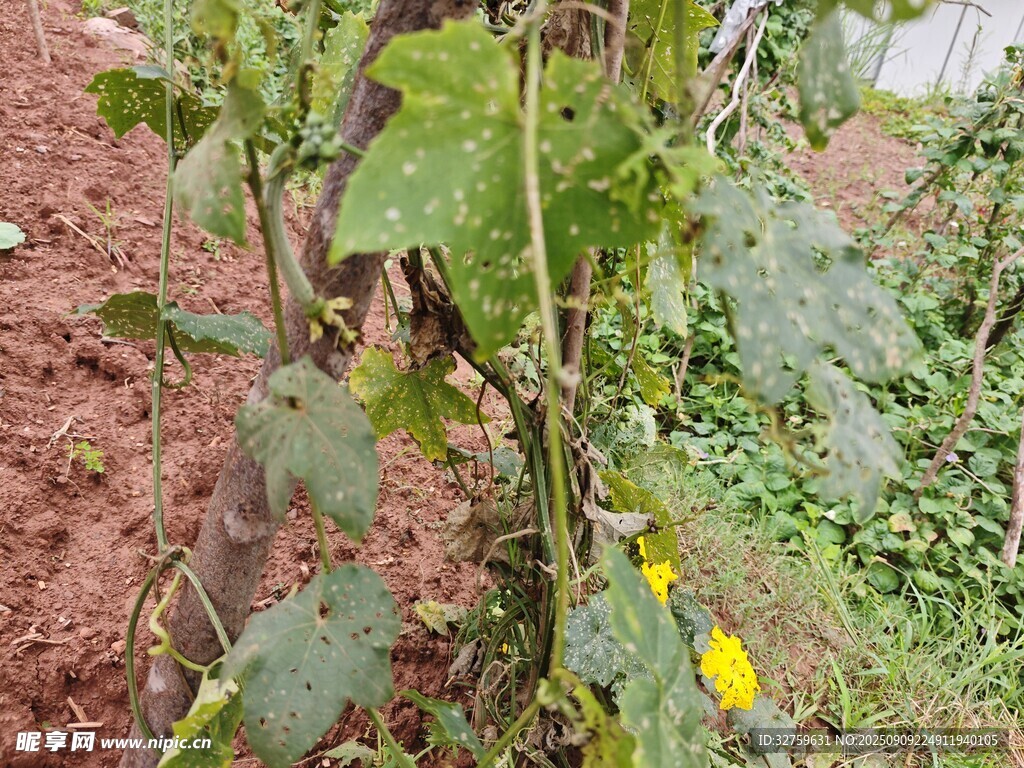 田间生长的黄瓜植株