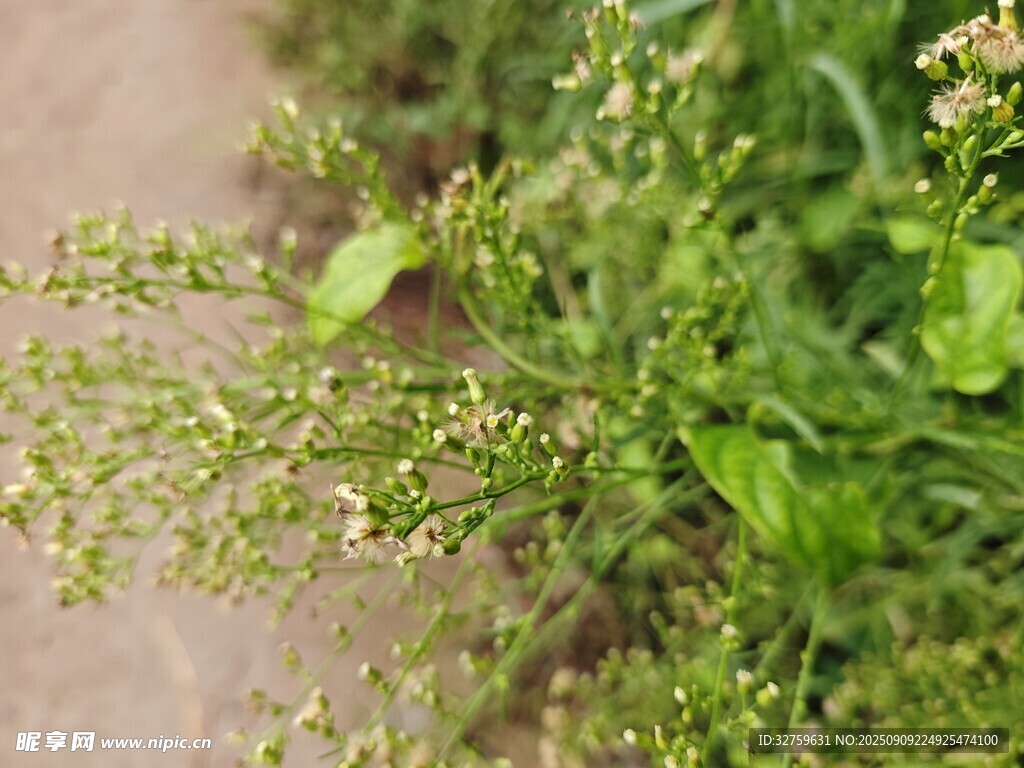 路边嫩绿繁茂的野草