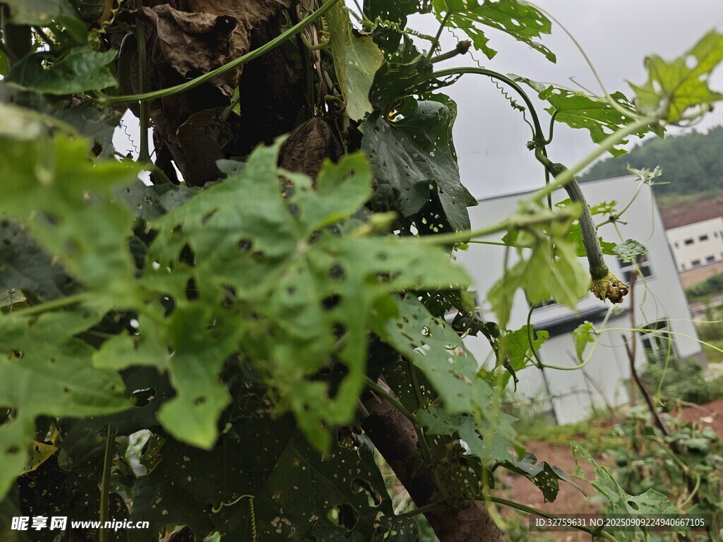 绿叶繁茂的户外植物景观