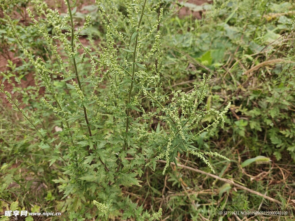野外生长的绿色植物