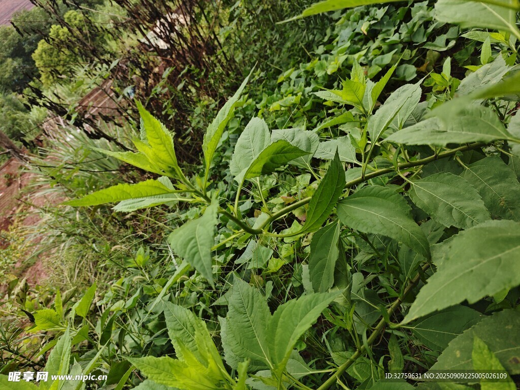 繁茂绿植中的青涩果实