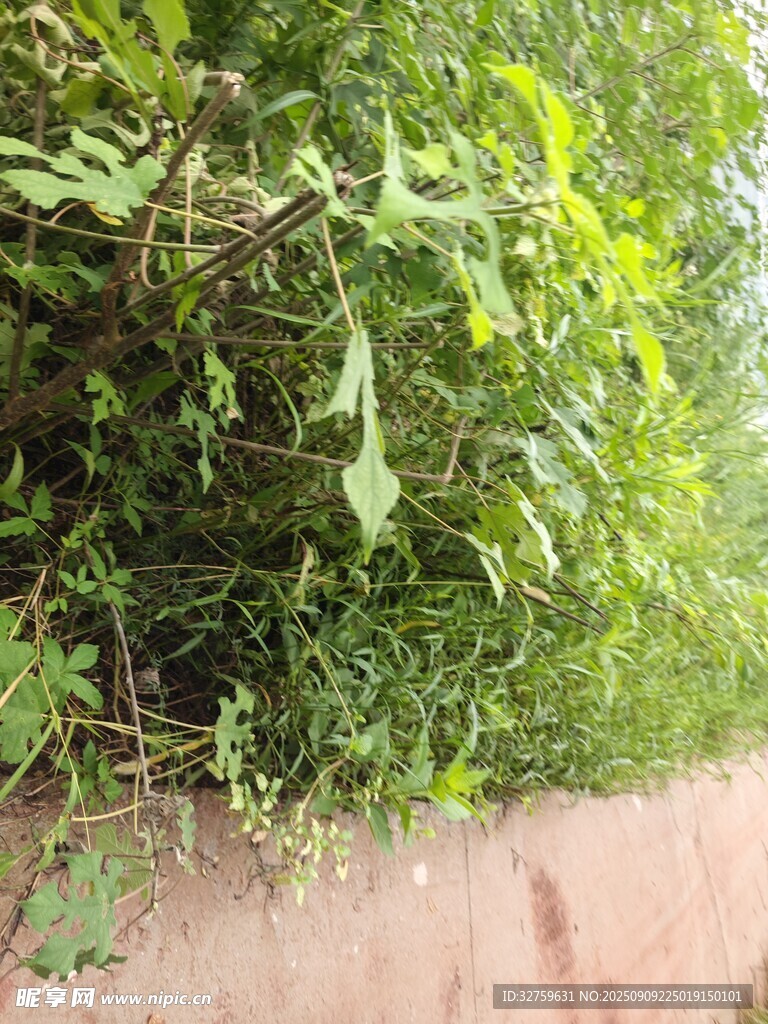 墙边繁茂绿植