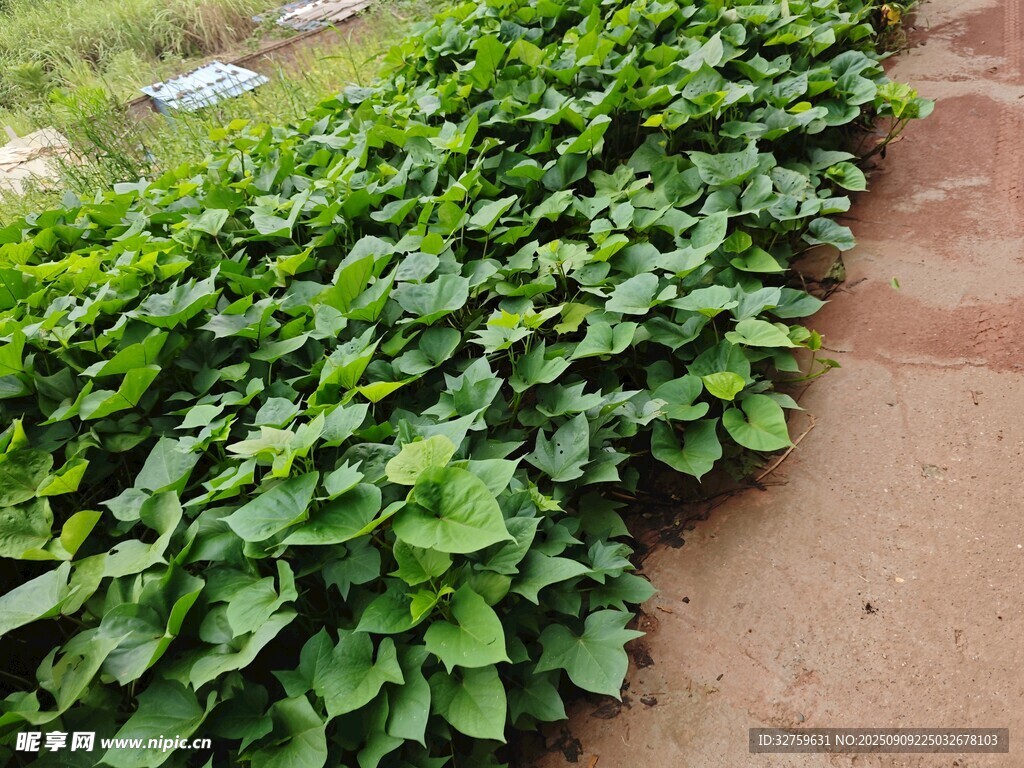 绿叶植物沿小径蓬勃生长