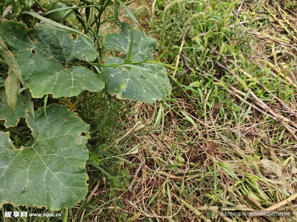 绿叶与草地的自然景象