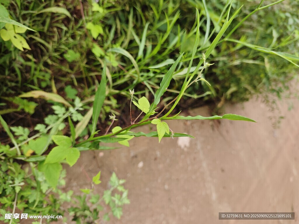 路边繁茂的绿色野草