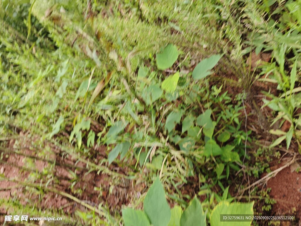 野外丛生的绿色植物