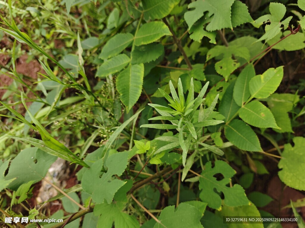 繁茂绿植 