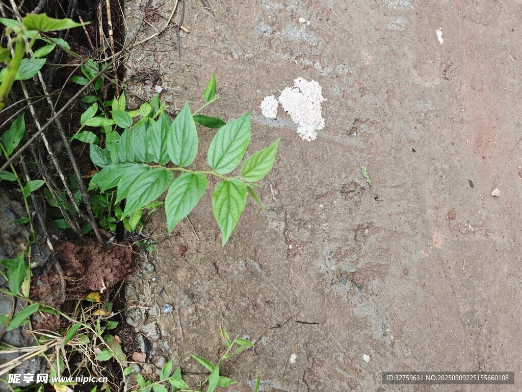 墙角生长的绿色植物