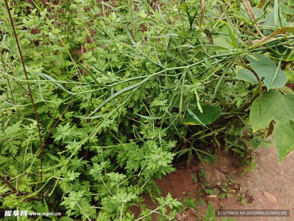 茂盛绿植生机盎然