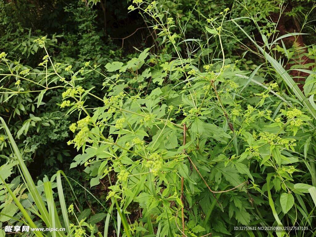 繁茂绿植景观