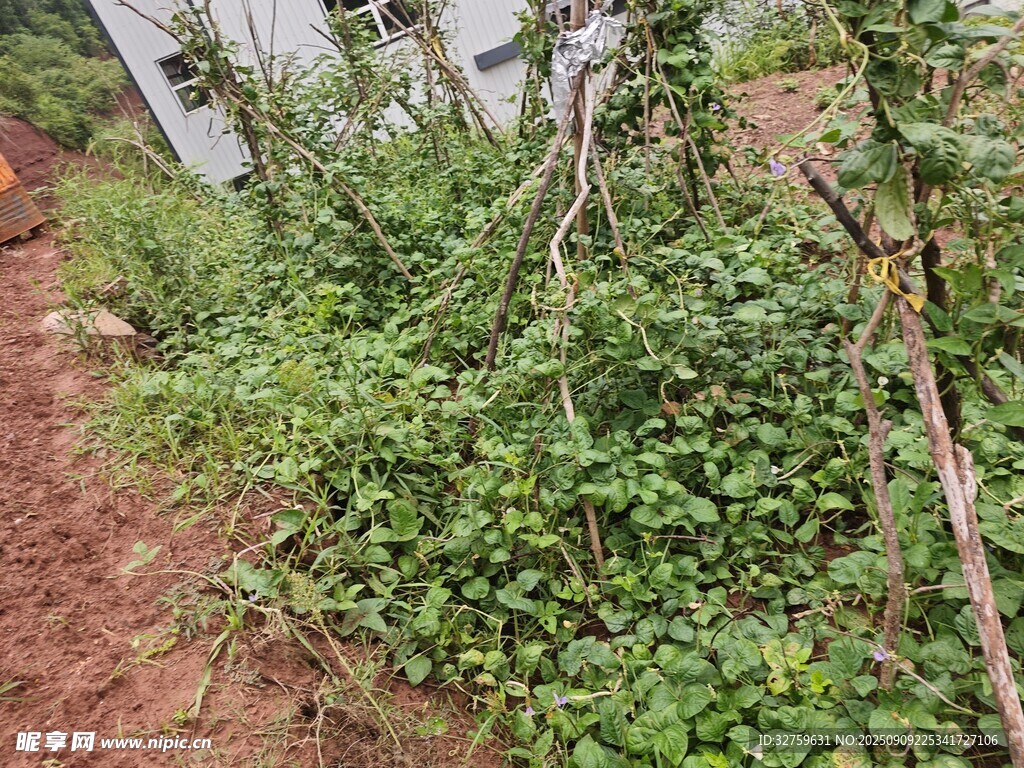 庭院绿植与攀爬藤蔓景观