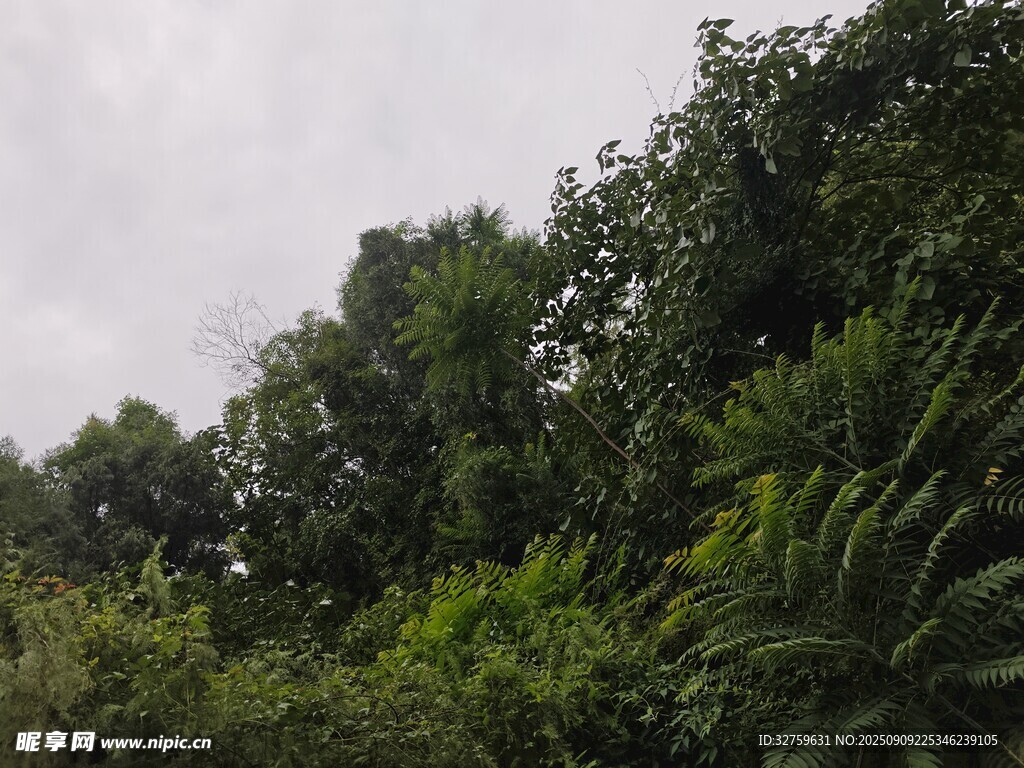 茂密绿植景观