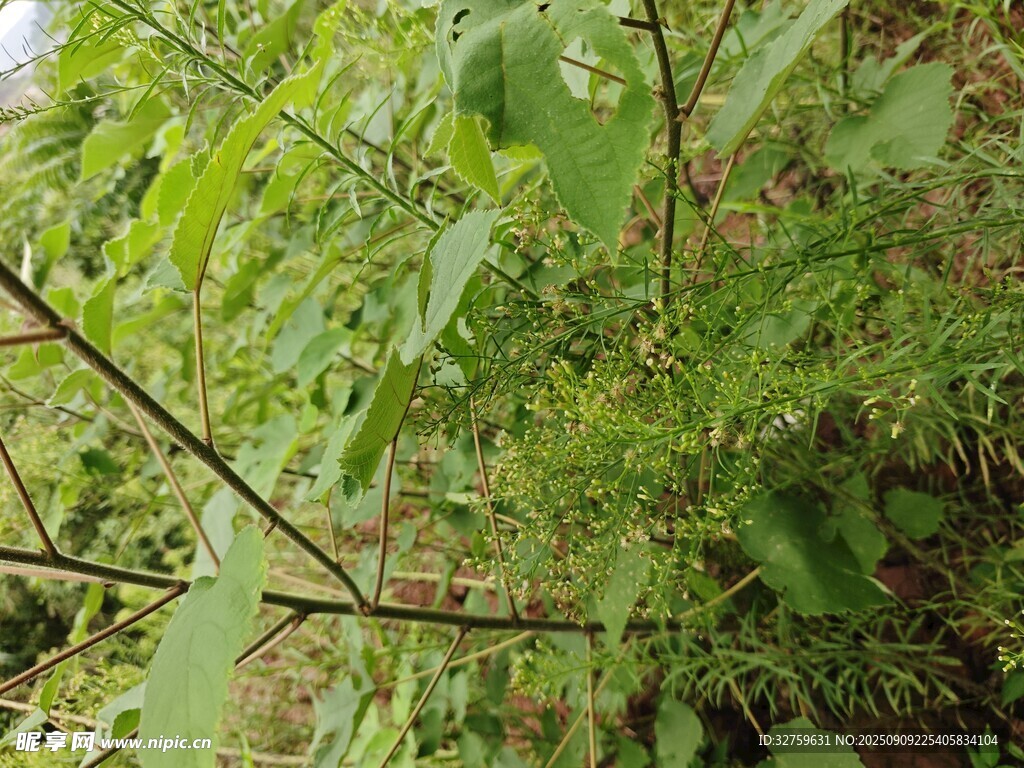 绿叶繁茂的植物景象