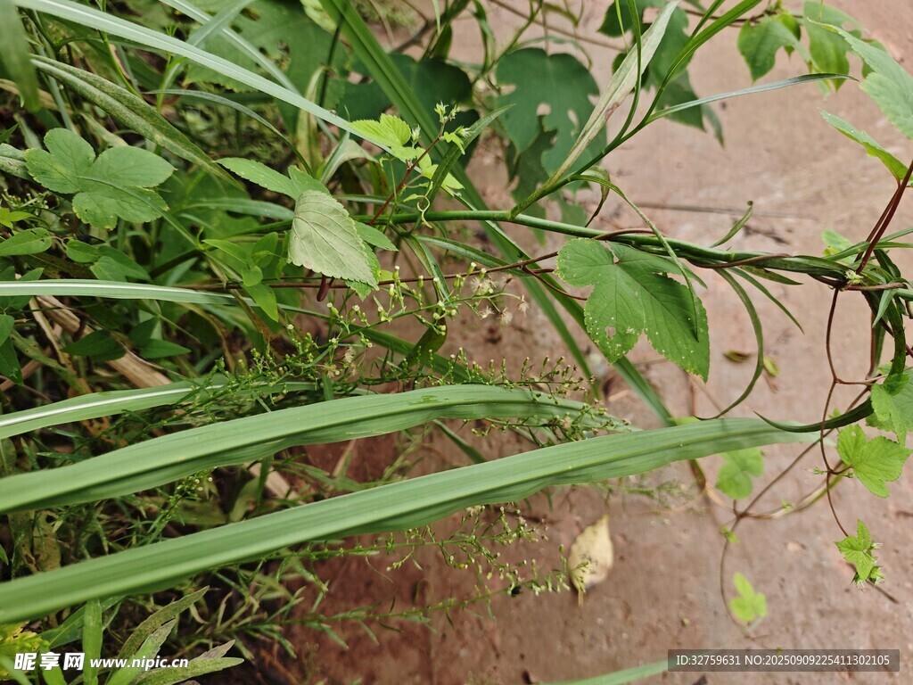 绿叶间的植物细节