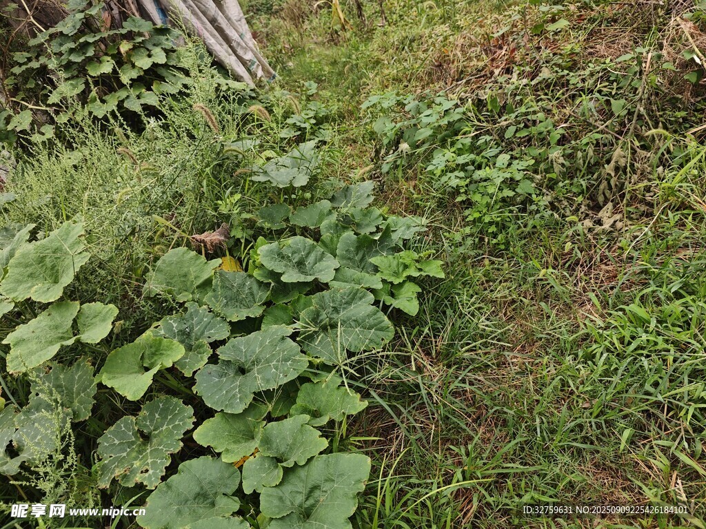 野外丛生的绿色植物