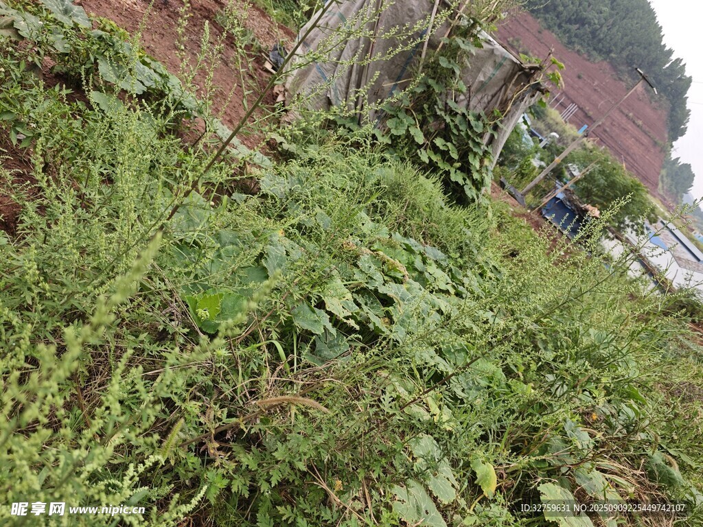 山坡上繁茂的绿色植物