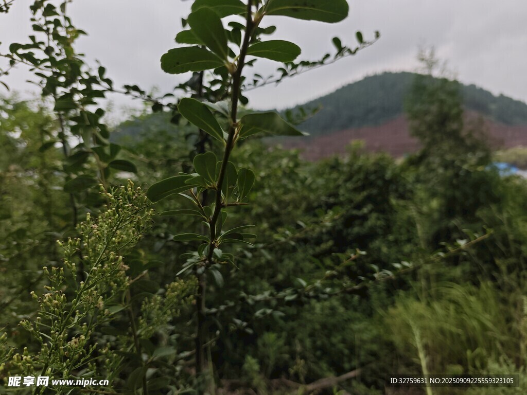 野外绿植与远山景色