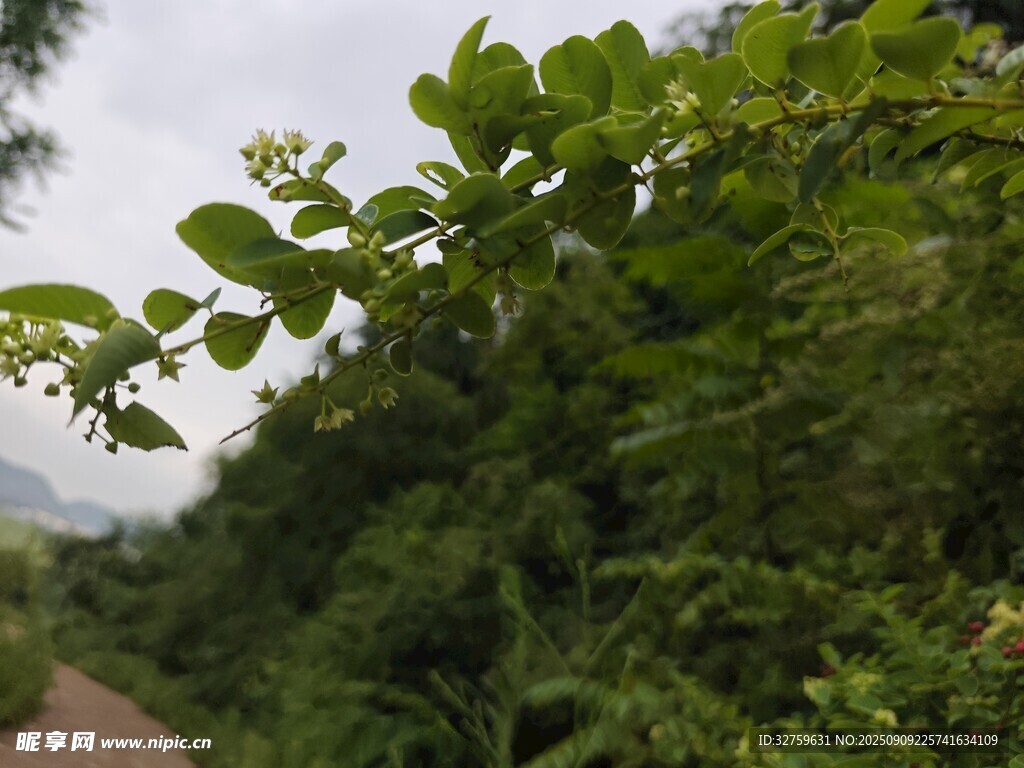 路边繁茂绿植景观