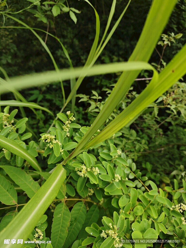 翠绿繁茂的植物枝叶