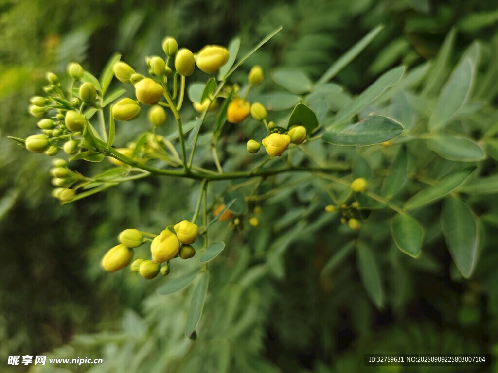 黄色小花植物特写
