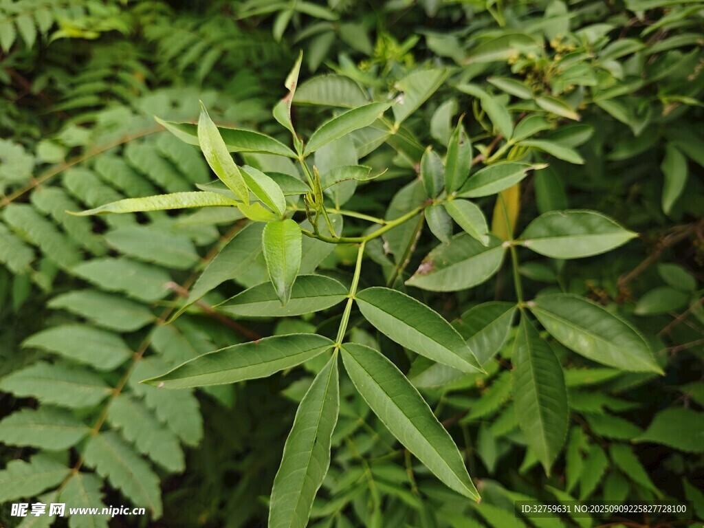 翠绿蕨类植物特写