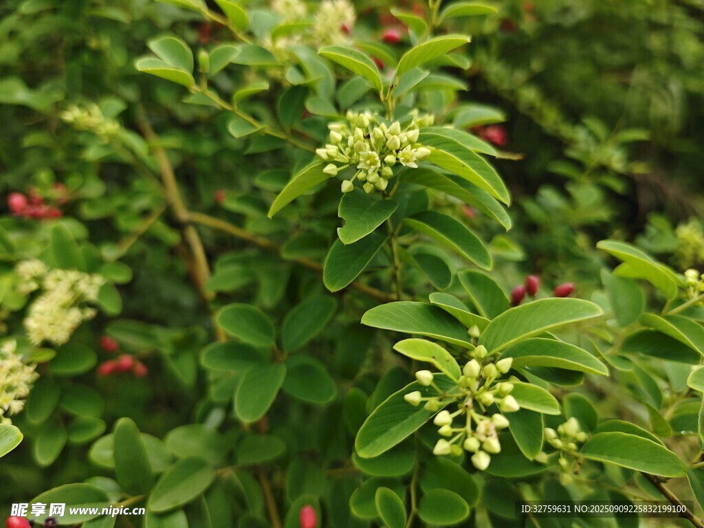 绿叶间的白色小花