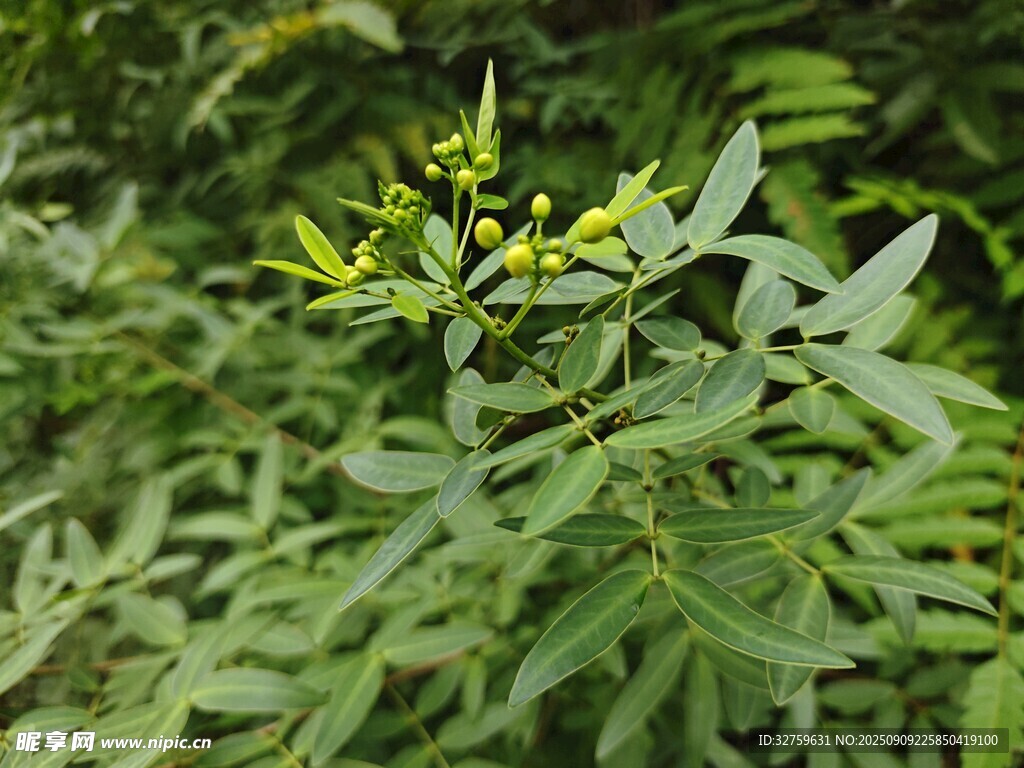 绿叶间的嫩黄小花