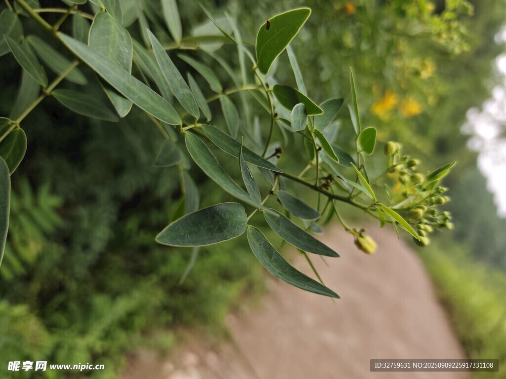 路边绿植特写