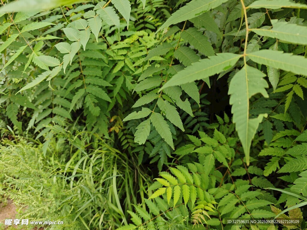茂密蕨类植物绿意盎然