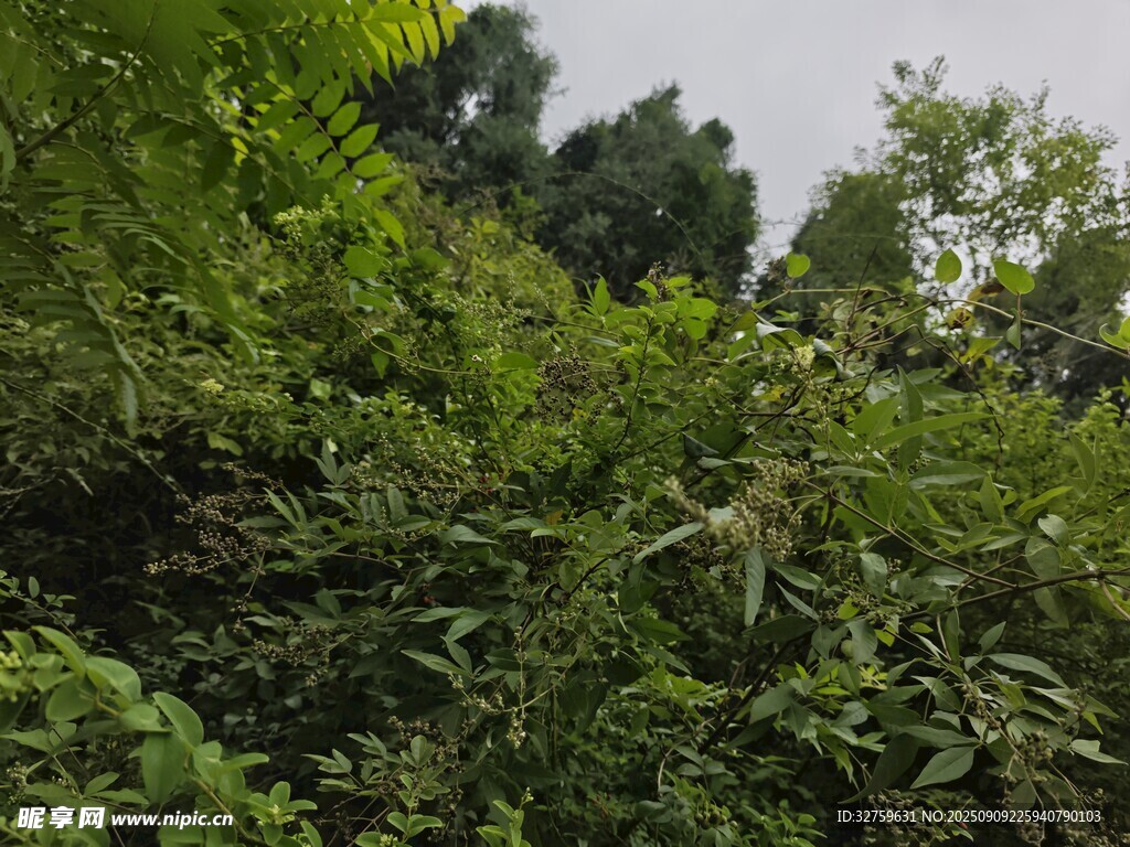 茂密丛林绿意盎然