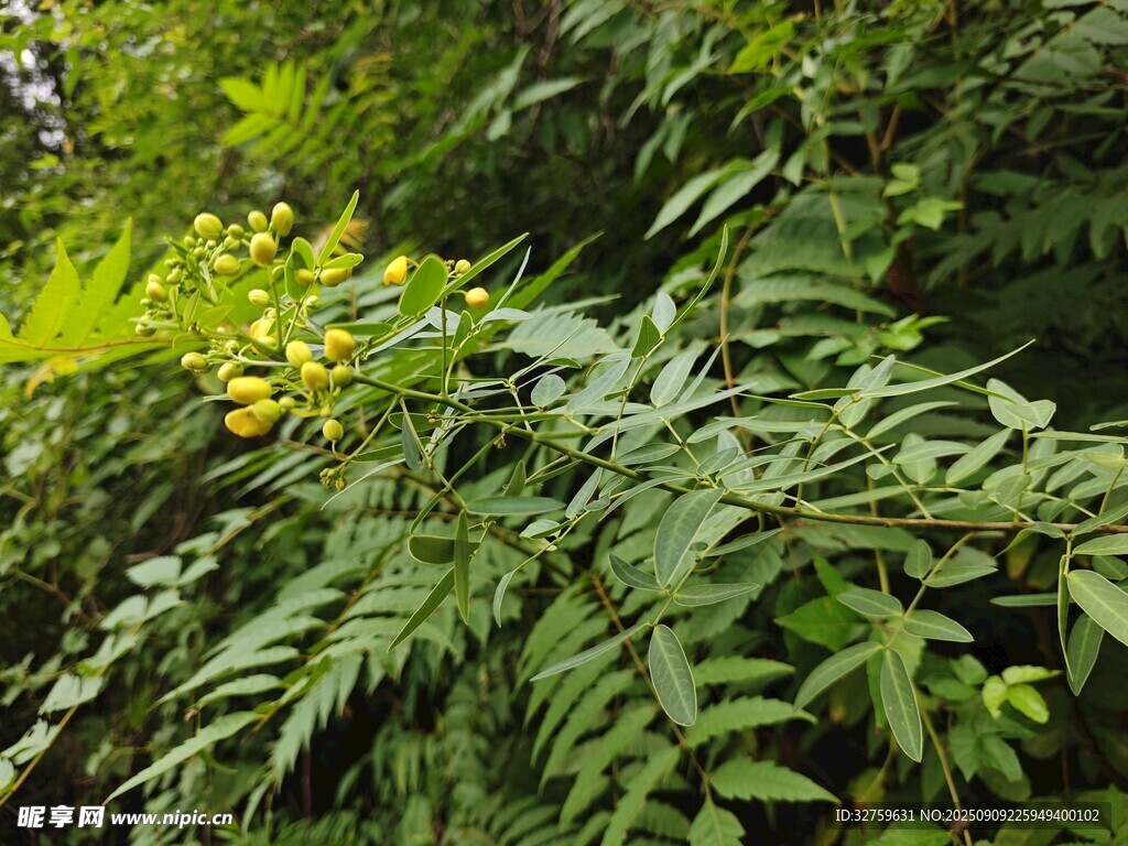 繁茂绿植展现自然生机