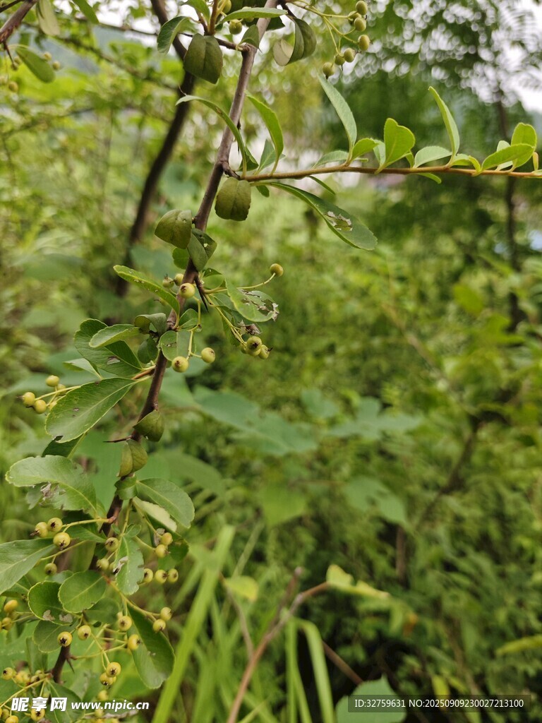 野外繁茂绿植景象