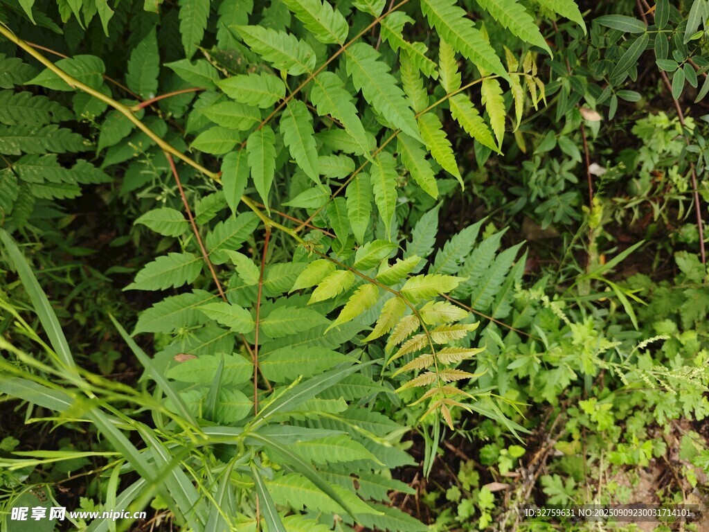 翠绿蕨类植物特写
