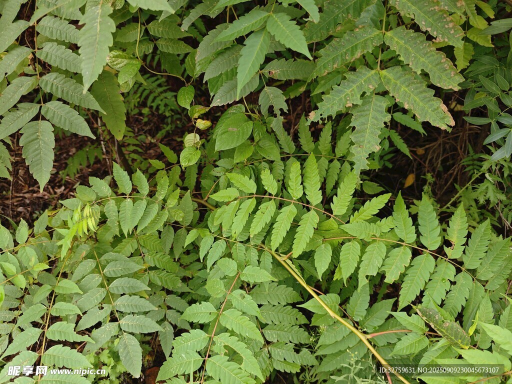 翠绿繁茂的蕨类植物叶片