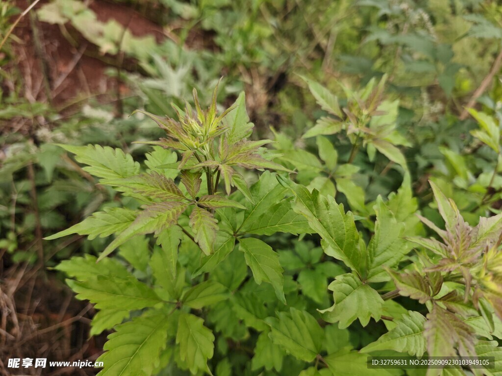 嫩绿繁茂的植物景观