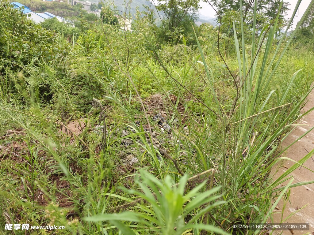 野外繁茂绿植景观